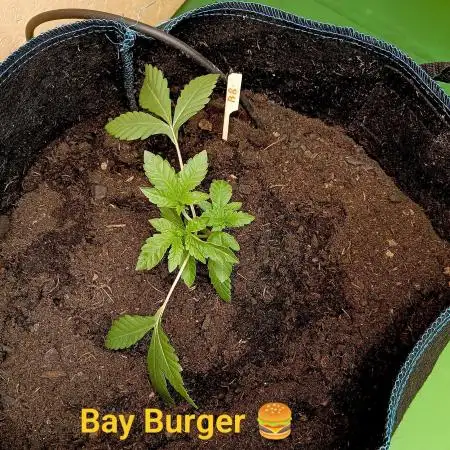 Autopot+Biotabs vs. Photoperiods #3