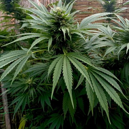 Delicious Outdoor Growing Contest 2025