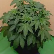 Permanent Bluez -Biotabs - Autopot