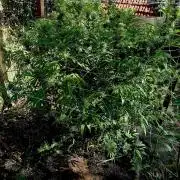 Outdoor 26// Hippieweed +Honey Cream
