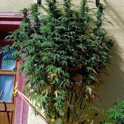 OUT26/NEW/ RED BOTTOMS- Sensi Seeds