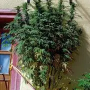 OUT26/NEW/ RED BOTTOMS- Sensi Seeds