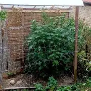 Outdoor 26// Alpskush- Swisscannabinoid