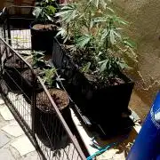 OUT26 //C4- Automatic// SensiSeeds