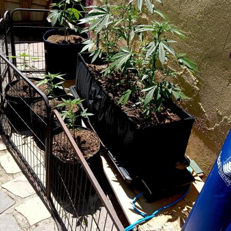 OUT26 //C4- Automatic// SensiSeeds