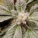 Autopot+Biotabs vs. Photoperiods #3