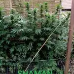 Dutch Passion Growing Competition 2025