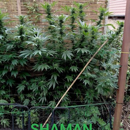 Dutch Passion Growing Competition 2025