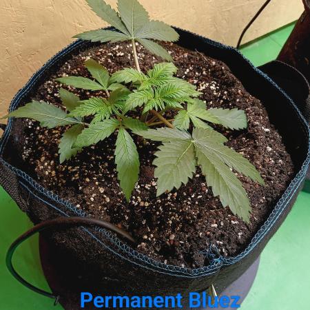 Permanent Bluez -Biotabs - Autopot
