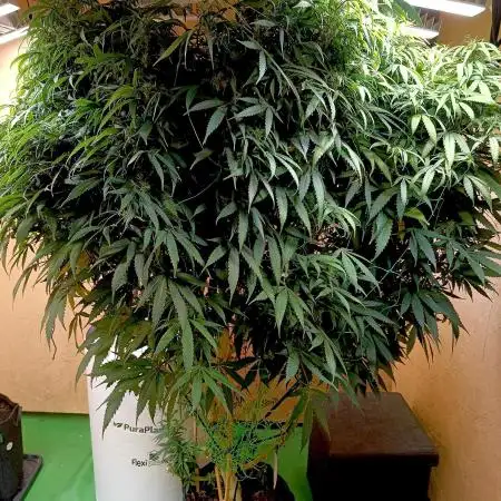 Joint Doctor know Best