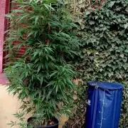 OUT 26// Shining Silver Haze/ Autopot