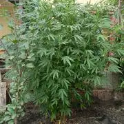 Outdoor 26// Hippieweed +Honey Cream