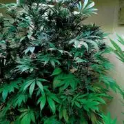 Autopot+Biotabs vs. Photoperiods #2026/3