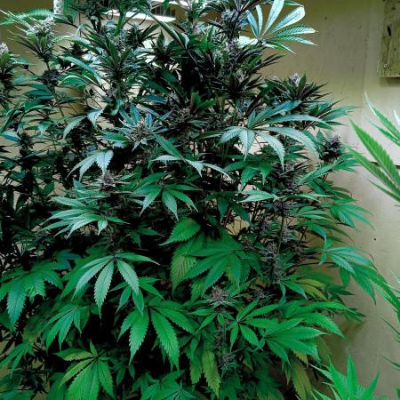 Autopot+Biotabs vs. Photoperiods #2026/3