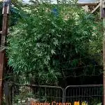 OUTDOOR 25 - the beloved Honey Cream