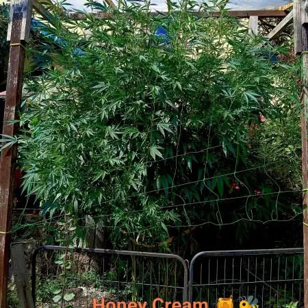 OUTDOOR 25 - the beloved Honey Cream