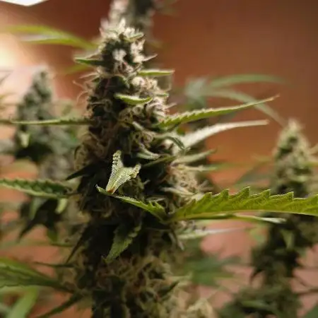 Mimosa Automatic // AUTOPOT// BIotabs
