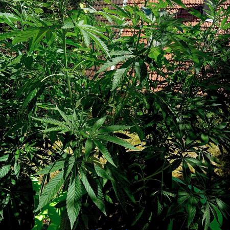 Outdoor 26// Alpskush- Swisscannabinoid