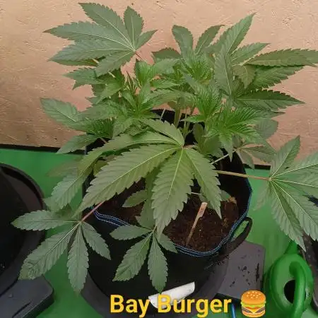 Autopot+Biotabs vs. Photoperiods #3