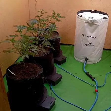 RQS Clones- VS. Autopot+Biotabs
