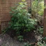 Outdoor 26// Alpskush- Swisscannabinoid