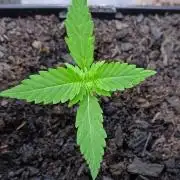 Delicious Blue Northern Light