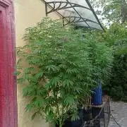 OUT26/NEW/ RED BOTTOMS- Sensi Seeds