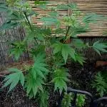 Delicious Outdoor Growing Contest 2025
