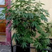 OUT26/NEW/ RED BOTTOMS- Sensi Seeds