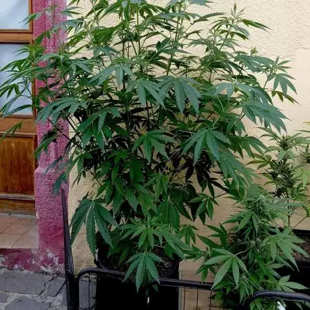 OUT26/NEW/ RED BOTTOMS- Sensi Seeds