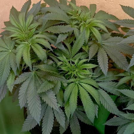 Autopot+Biotabs vs. Photoperiods #2026/2