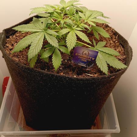 urban Chili vs "Sticky Broccoli "