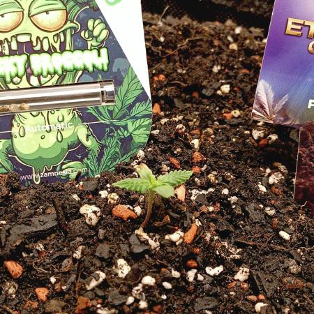 urban Chili vs "Sticky Broccoli "