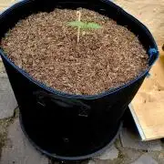 OUT26/NEW/ RED BOTTOMS- Sensi Seeds