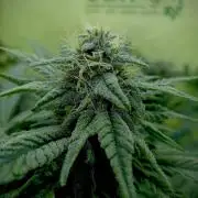 Delicious Zinnapple  HAZELBOX