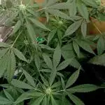 Autopot+Biotabs vs. Photoperiods #4