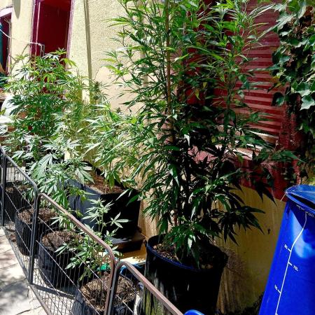 OUT26 //C4- Automatic// SensiSeeds