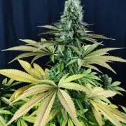 Kannabias OG // SANlight