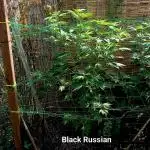 Delicious Outdoor Growing Contest 2025