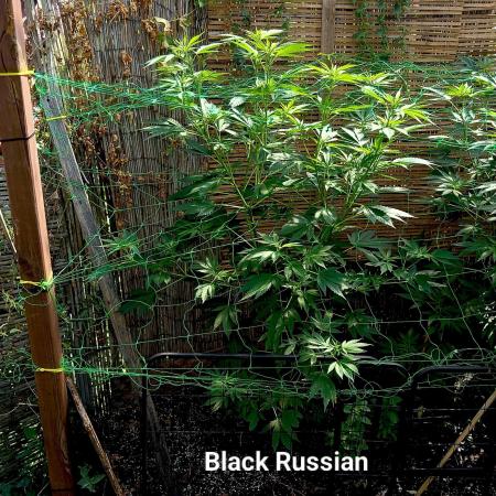 Delicious Outdoor Growing Contest 2025
