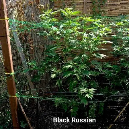 Delicious Outdoor Growing Contest 2025