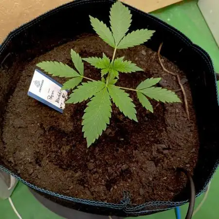 Autopot+Biotabs vs. Photoperiods #4