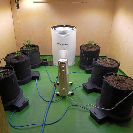 Permanent Bluez -Biotabs - Autopot