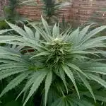 Delicious Outdoor Growing Contest 2025