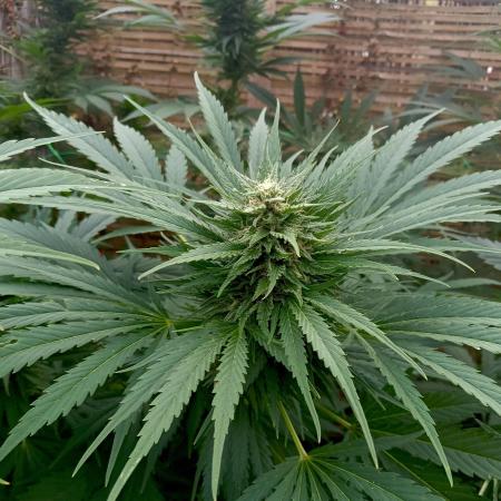 Delicious Outdoor Growing Contest 2025