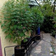 OUT26/NEW/ RED BOTTOMS- Sensi Seeds