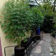 OUT26/NEW/ RED BOTTOMS- Sensi Seeds
