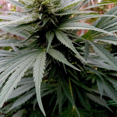 Delicious Outdoor Growing Contest 2025