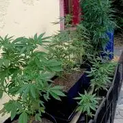 OUT26/NEW/ SPACE TUNNELS- Sensi Seeds