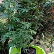 Outdoor 26// Alpskush- Swisscannabinoid